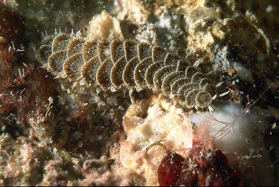 Harmothoe areolata